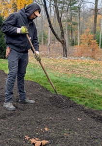 Matthew rakes the compost evenly over the dahlia tubers.