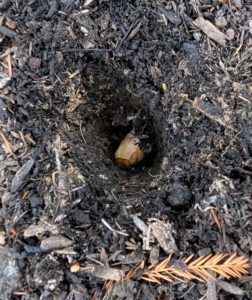 Each of these bulbs is planted in a hole at least six-inches deep. There are already many other bulbs planted here, so Phurba and Ryan are very careful when planting additional bulbs in this space.