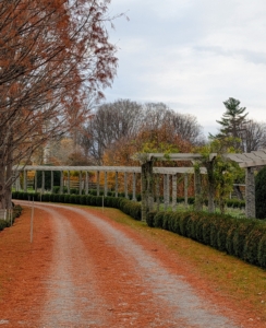 One of the first areas we plant is the long pergola garden across the carriage road from my beautiful bald cypress trees - look at the gorgeous russet brown colored fall foliage of these trees. The feathery needles look so pretty covering the ground.