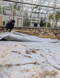 It is big enough to cover the entire bed. Adan neatly unfolds the tarp and lays it down carefully, making sure to cover all the tubers and compost.