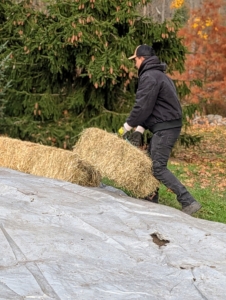 And a border of hay bales is created on top of the tarp at the edge to help keep the bed protected and insulated.