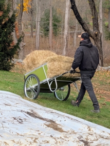 The bales are delivered to the dahlia bed in large batches.