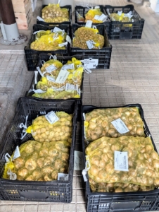 If you haven’t yet planted your spring-blooming bulbs, this is the time to do it. Every year, I order lots of bulbs in batches of 50, 100, 500, and a thousand. These bulbs are from Colorblends – they come in these breathable sacks and crates. This year, 10-thousand bulbs in all.