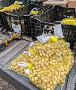 Bulbs are packaged in batches of 50, 100, 500, and a thousand. They come in these breathable sacks and crates. They are also packed in paper bags, boxes, and plastic pouches depending on the bulbs’ humidity needs. They must be kept moist without being wet.