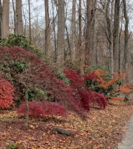 On this day, Ryan and Phurba plant bulbs at the edge of my Japanese Maple Woodland, which continues to show off its vibrant fall colors.