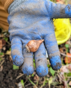 Bulbs come in different sizes and forms. Shown here is a Galanthus bulb, or snowdrop. True bulbs can be either tunicate, with a papery covering or non-tunicate without the covering.
