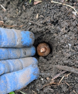 Bulbs are always positioned with the pointed end faced up, or root end faced down. This is very important, so the plant grows properly from the bulb. Here is a bulb positioned perfectly.