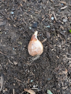 On many bulbs, it is easy to see which end is the top and which end is the bottom.