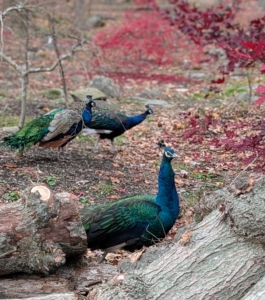 And look who came to help, hello my "Blue Boys." My peacocks and peahens are very friendly and very curious.