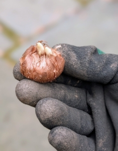 This is a crocus bulb. These show a flattened shape, slightly pointed head, and a tunic covering. The bulbs are firm in texture and can be identified by their fleshy scales and small hair-like roots.