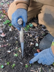 Each bulb is placed in a hole about three to five inches deep. The dibber is perfect for planting these bulbs.