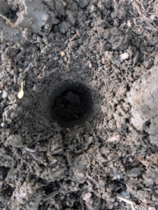 He makes a series of holes in the space first, being very careful not to poke any bulbs previously planted in the area.