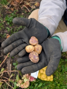 These bulbs are Spanish Bluebells, which Ryan plants in another bed not far from my allée of lilacs.