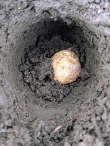Here is a bulb positioned correctly in its hole. If it is planted upside down, the flower will still grow, but it will likely take a bit longer.