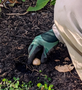 Ryan plants an entire section before backfilling, so he knows what holes he has planted.