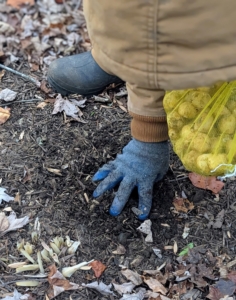 Once a section is done, Phurba backfills and drops bulbs in any holes that are still vacant. The crew is excellent at planting, and works in an efficient assembly line process. The team is getting the job done, but there are still thousands of spring-blooming bulbs to plant!