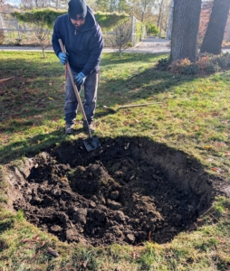 Meanwhile, back at my farm, Adan started digging the hole for the Japanese maple. I decided to plant it across from my long pergola and behind my gym building not far from my stand of bald cypress.
