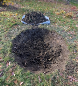 The hole did not have to be too deep, but it did have to be wide. As each scoop of soil is removed, it is carefully placed on a tarp and saved for backfill later. The best location for Japanese maples is a sunny spot with afternoon shade. Red and variegated leaves need relief from the hot afternoon sun but need the light to attain full color. This area is perfect.