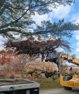 My outdoor grounds crew foreman, Chhiring, uses our trusted Hi-Lo to transport the tree from the flatbed to its new location.