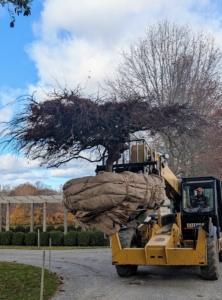 Slowly and carefully, Chhiring positions the tree over the newly dug hole.