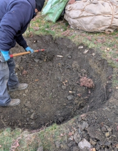 But the crew needs to make a few adjustments to the hole to get it just right. Adan is widening it on all sides, and adding back soil to the bottom, so it does not sit too deep. It is crucial for the tree's longterm health and stability to be planted properly. Too deep could suffocate the roots - too shallow and the roots could be exposed and dry out.