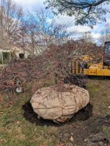 Once the hole is correct, the tree is gently lowered into it with the best side facing the carriage road. I instructed the team which side looked best. Once in place, the crew looks at it from all angles to make sure the trunk is completely straight.