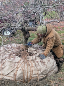 Phurba begins to remove the twine wrapped around the root ball.