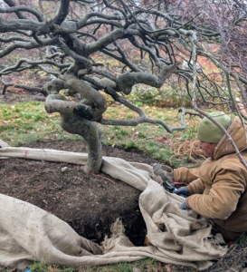 Then he removes the burlap and roughs up, or scarifies, the root ball to stimulate new growth.