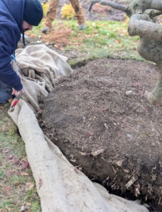 Some gardeners prefer to leave the burlap in place, but I always remove all the wrapping to ensure there is nothing blocking the tree's natural root growth.