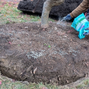 More fertilizer is spread on the top of the root ball.