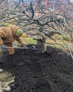 A generous layer of mulch is spread over the area surrounding the trunk or the tree pit. Phurba rakes the soil, so it is spread evenly.