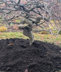 Notice the interesting growth habit - I wanted this side facing the carriage road, so it could be seen when driving by. It reminds me of the Japanese art of bonsai.