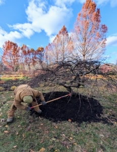 Phurba removes any soil too high up on the tree's flare. The rule of thumb is "bare to the flare," meaning do not bury above this point, where the first main roots attach to the trunk. The roots need oxygen to grow. By placing the root flare at or slightly above ground level when planting gives the specimen the best chance for survival, growth and development.