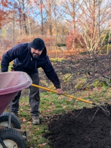 Using a hard rake, Adan finishes the raking around the tree.