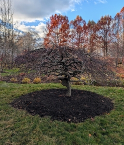 Japanese maples grow slowly, but they can live more than a hundred years. I am looking forward to seeing this tree develop and flourish here at Cantitoe Corners. Thanks Kirsten and Carter.