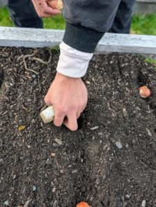 Once all the bulbs are in their designated rows, Matthew pushes the dibber into the soil making a hole where the bulb will be planted.