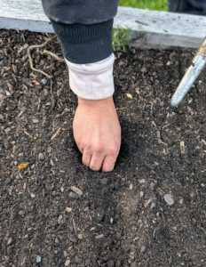 Matthew pushes it down several inches into the hole.