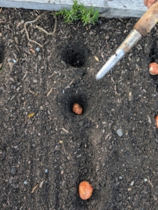 Here is the bulb in the soil. Matthew plants all the bulbs before backfilling, so he can keep track of the planted holes and rows.