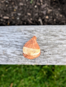 The bulbs look so healthy. Any kind of bulb should be firm and free of soft spots or visible rot. Check for signs of disease, cracking or other damage, which may cause the bulb to rot in the ground. The brown tunic, or outer skin protects each bulb’s bottom or basil plate. One can peel it off, or plant as is.