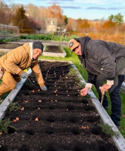Here are Phurba and Matthew - this year's bulb planting team. They have more than 380 tulip bulbs to get into the ground. Bulbs are alive, but dormant, so they prefer to be in the soil. If they cannot be planted promptly, store them in a dark, dry location with good air circulation and temperatures averaging about 50 to 65-degrees Fahrenheit.