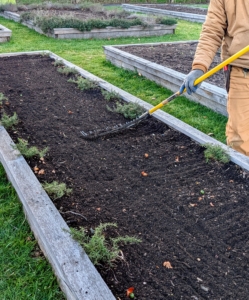 And lastly, Phurba rakes the bed lightly again to mix in the fertilizer. We’ll have a beautiful cutting garden of colorful tulips come April – I’ll be sure to share the photos. Are you planting your bulbs this weekend?