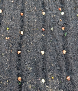 Here is a view from above. These tulips should also have space between them to promote healthy growth and blooming. Here, they are about six inches apart.