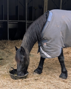 Ulysses, one of my new Friesian rescues, loves it.