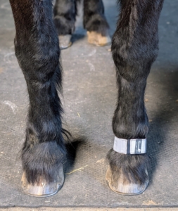 Rinze modeled them - he doesn't mind them at all. These are highly reflective and can help see a horse in the dark up to a quarter of a mile away.