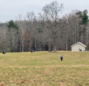 I am always on the lookout for quality equipment, food, and supplies for all my animals. It's important to me that I provide what I can to keep them in the best condition.