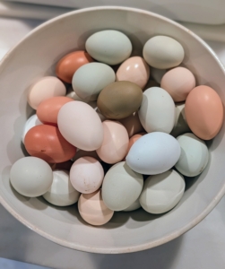 My productive hens made sure I had enough fresh eggs for all my pies. Eggs are picked every day and brought to the house at 3:30pm sharp.