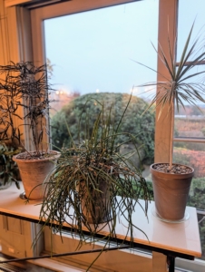 The plates are selected individually for each pot. Make sure it is wider than the bottom of the container.