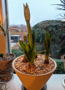 These are forced amaryllis. It won't be long before they bloom.