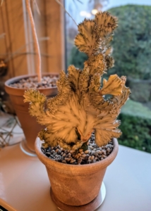 This is Euphorbia lactea is also known as a “Coral Cactus.” It is a species native to tropical Asia, mainly in India. The showy part of the plant, the section that resembles coral, is called the crest. The ridges are spiny, with short spines.