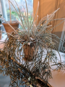 These plants prefer bright, indirect light. Rhipsalis plants also appreciate a good misting now and again and watering about once a week, or whenever the soil becomes dry.
